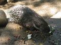 Zoo Cottbus 130
